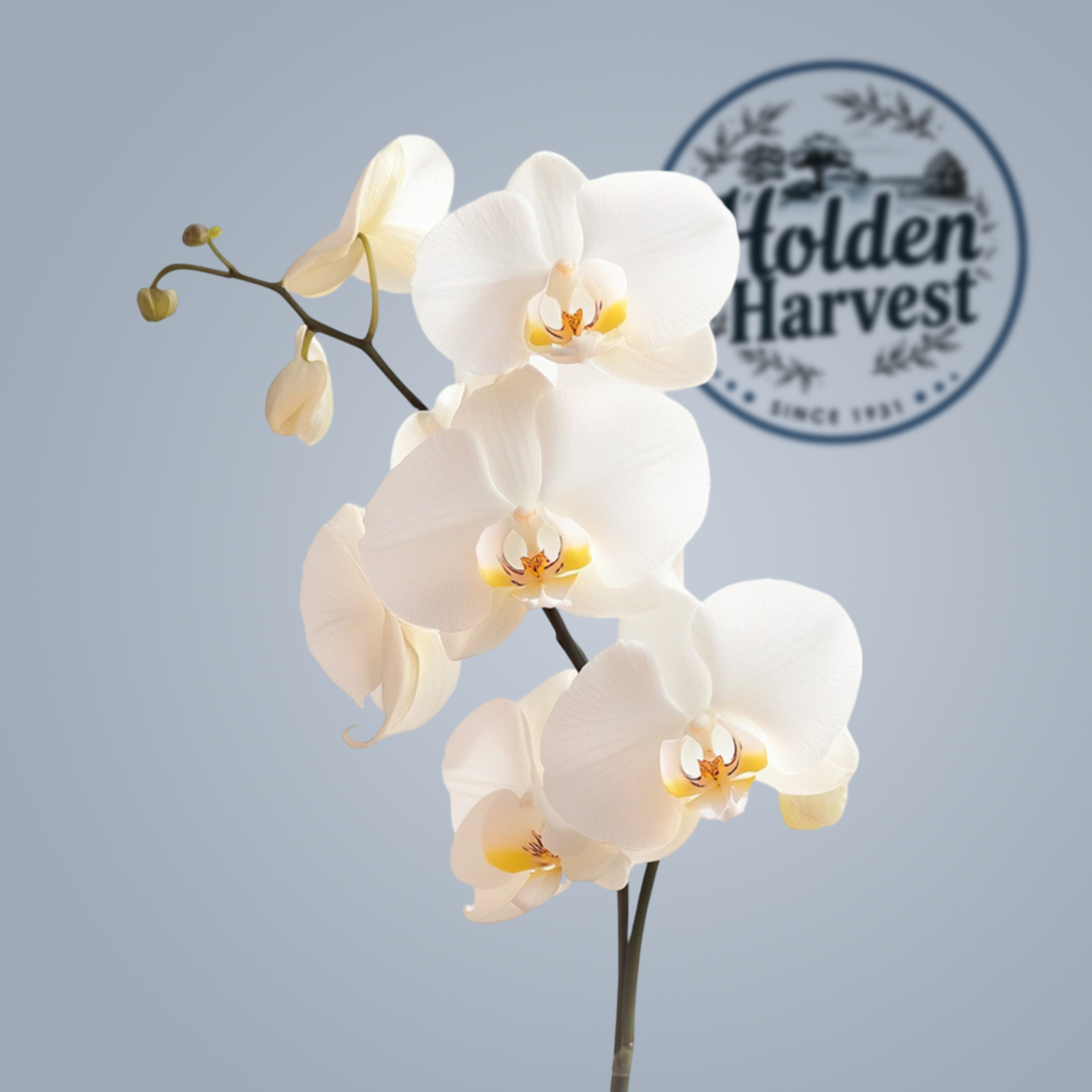 orchid